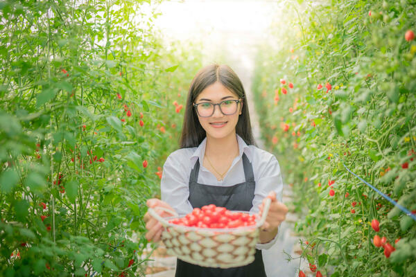 64 сорта в одну теплицу: хитрый способ посадки томатов для обильного урожая