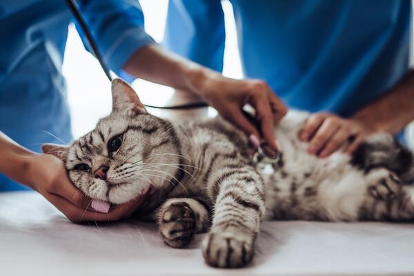Как понять, что питомцу нужна помощь: самые распространенные симптомы болезней у кошек