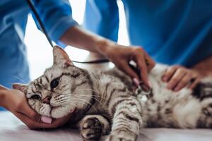 Как понять, что питомцу нужна помощь: самые распространенные симптомы болезней у кошек