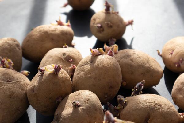 Секретная добавка, которая поможет спасти картошку от прорастания