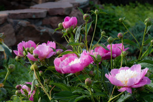 Пионы завалят цветами: три весенних подкормки, которые гарантируют пышные бутоны и крепкие кусты