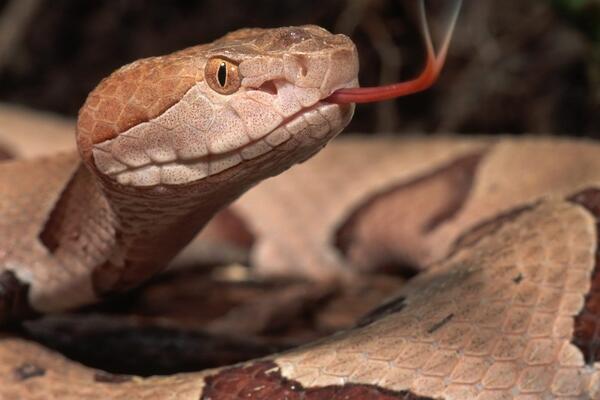 Змея атакует мотоциклиста