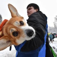 Бирка, клеймо или чип: владельцев обяжут маркировать кошек и собак 