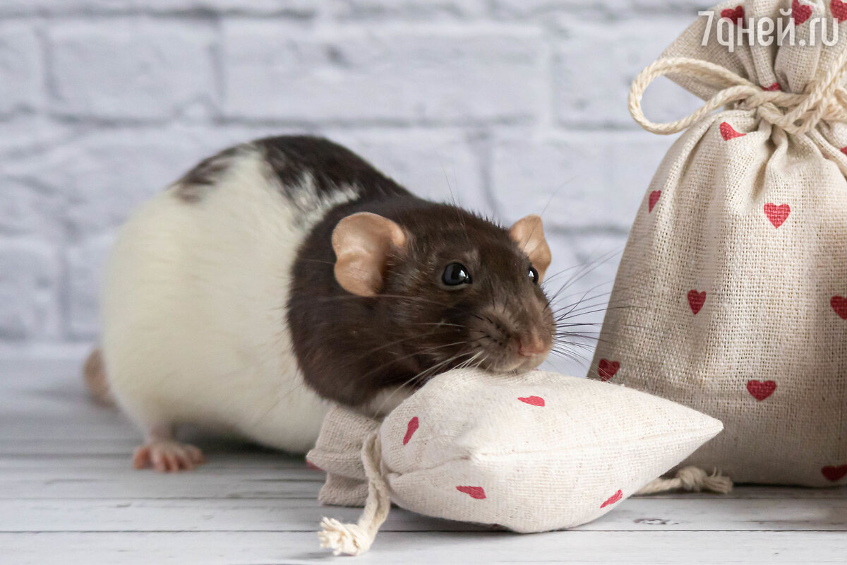 Как долго живут домашние крысы