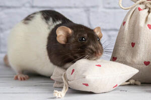 Сколько живут крысы: что надо знать о домашних питомцах?