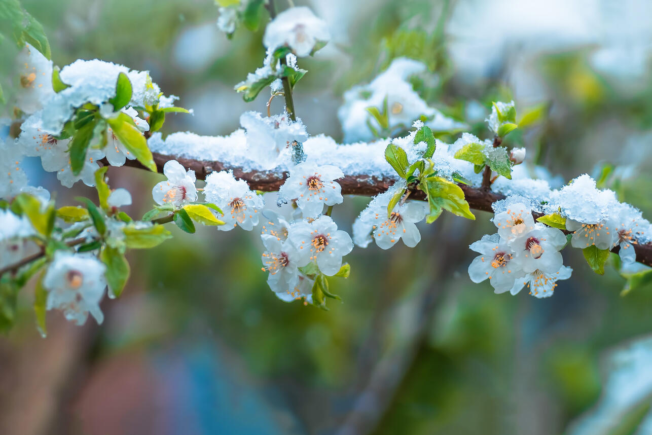 «Черемуховые холода»: ученый рассказал, когда снова ждать морозов в Москве и области «Черемуховые холода»: ученый рассказал, когда снова ждать морозов в Москве и области