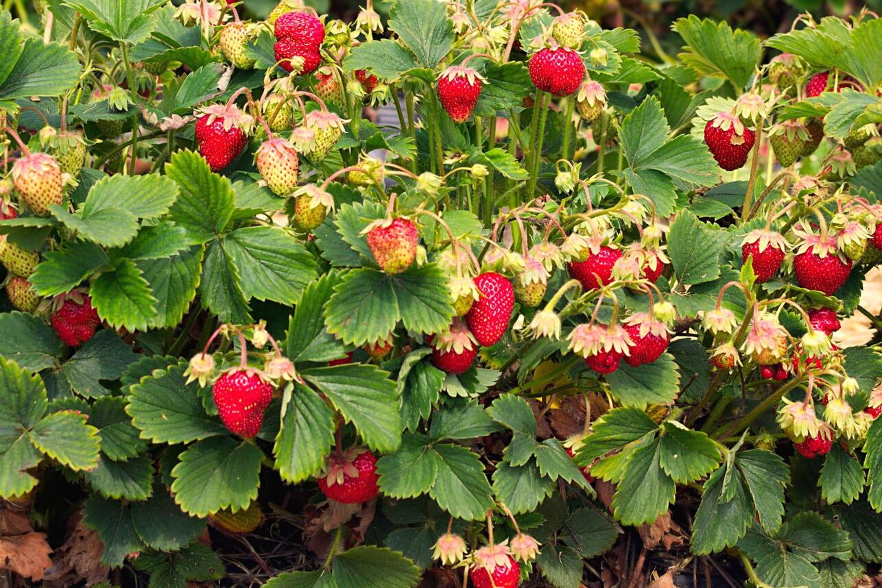Р&rsquo;С&lsaquo;СЂР&deg;СЃС&sbquo;РёС&sbquo;Р&micro; СЂР&micro;РєРѕСЂРґРЅС&lsaquo;Р№ СѓСЂРѕР&para;Р&deg;Р№ РєР&raquo;СѓР&plusmn;РЅРёРєРё: СЃ С&Dagger;Р&micro;РіРѕ РЅР&deg;С&Dagger;Р&deg;С&sbquo;СЊ