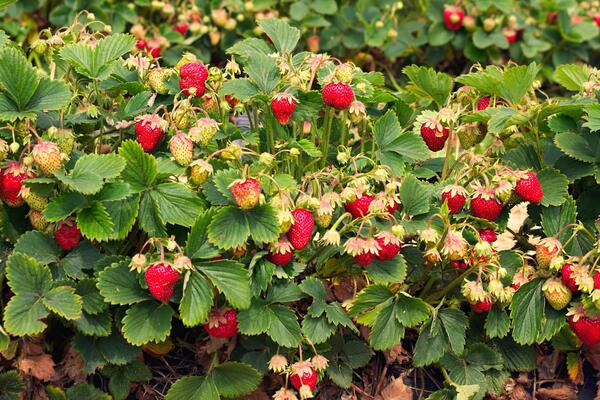 Вырастите рекордный урожай клубники: с чего начать  