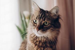 Кошка в доме: что нужно знать прежде, чем завести питомца