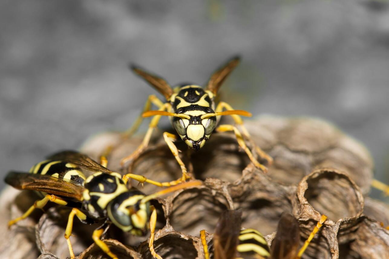 Чем опасен укус пчелы в пенис?. Клиника оперативной урологии и андрологии