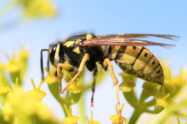 К чему снятся осы