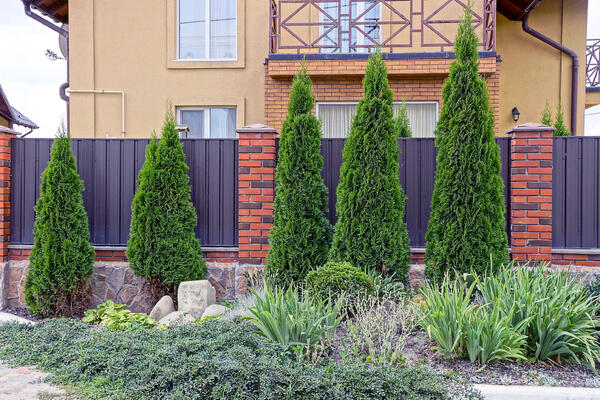 Не дайте туям засохнуть: 5 весенних процедур, о которых молчат в питомниках