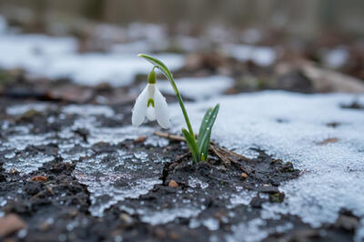 Как рассказать ребенку о Дне подснежника: история, легенды и идеи для творчества