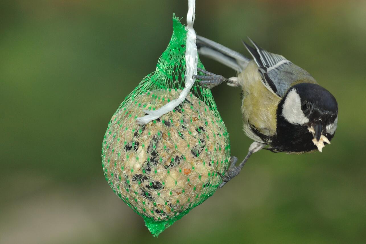 кормушка для птиц своими руками, как сделать кормушку для птиц, кормушка из бутылки, кормушка из жестяной банки, кормушка из подручных материалов, кормушка из пластиковой бутылки, зимняя кормушка для птиц, кормушка для птиц для дачи, идеи кормушек для птиц, что положить в кормушку для птиц, кормушка из кокоса, простая кормушка своими руками
