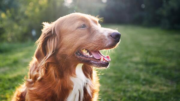 Топ-10 удивительных фактов о собаках, о которых вы не знали