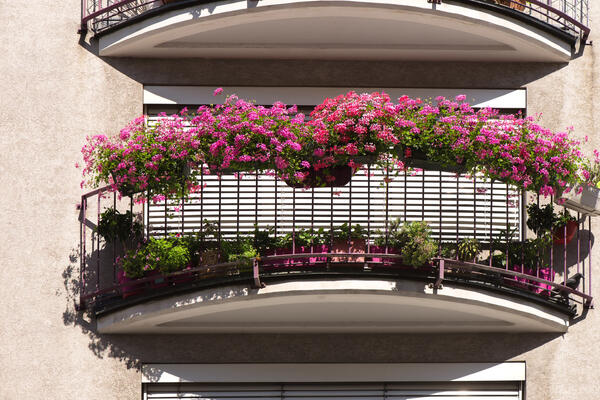 Тюльпаны, гиацинты и нарциссы на балконе: секреты посадки луковичных цветов