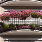 Тюльпаны, гиацинты и нарциссы на балконе: секреты посадки луковичных цветов