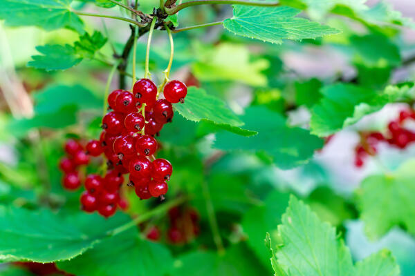 Вредители сгинут без химии: назван способ, который за три дня избавит от тли на участке