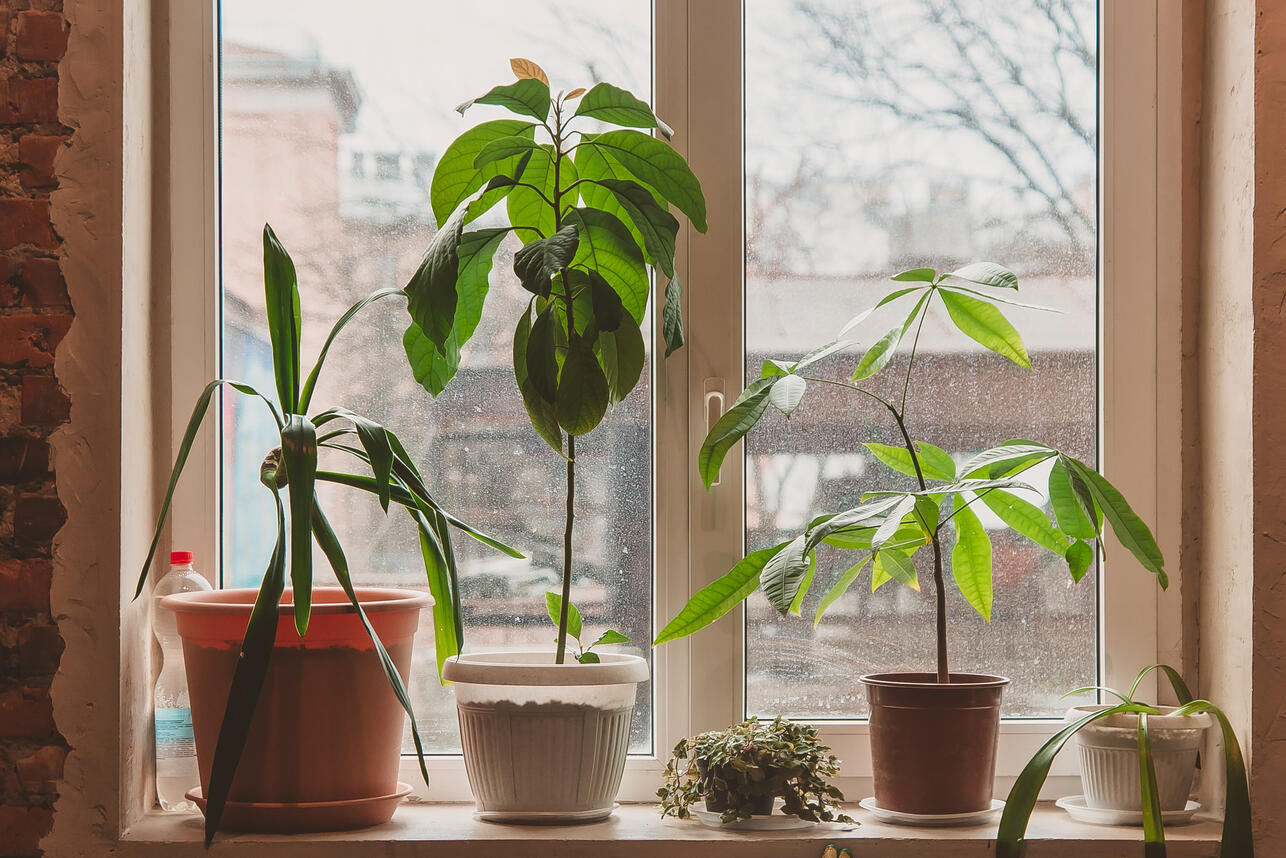 Не дайте вашим растениям погибнуть: 3 правила выживания в зимний период Не дайте вашим растениям погибнуть: 3 правила выживания в зимний период