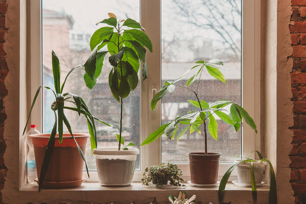 Не дайте вашим растениям погибнуть: 3 правила выживания в зимний период 