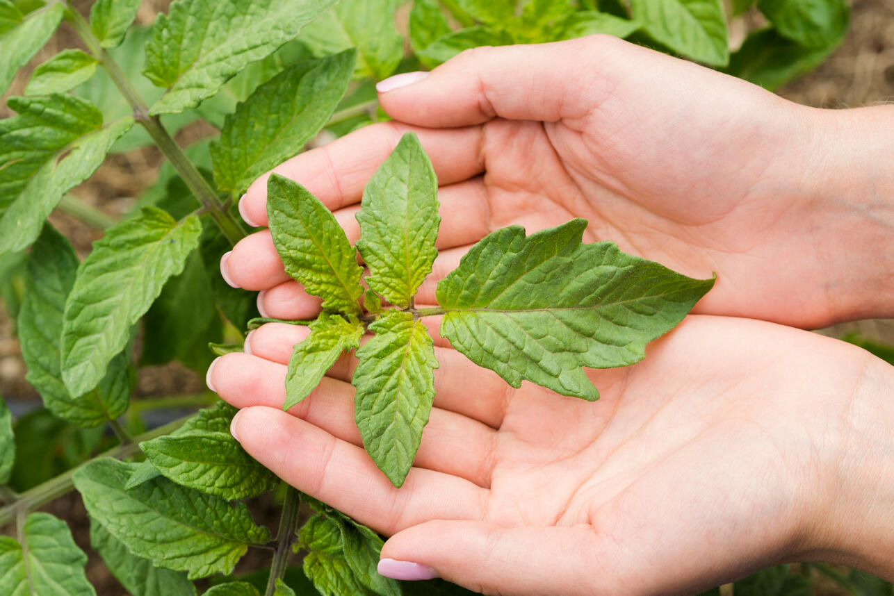 РљСЂР&deg;РїРёРІР&deg; РїСЂРѕС&sbquo;РёРІ С&hellip;РёРјРёРё: РєР&deg;Рє СЃРІРѕРёРјРё СЂСѓРєР&deg;РјРё РїСЂРёРіРѕС&sbquo;РѕРІРёС&sbquo;СЊ РёРґР&micro;Р&deg;Р&raquo;СЊРЅРѕР&micro; СѓРґРѕР&plusmn;СЂР&micro;РЅРёР&micro; РґР&raquo;СЏ С&permil;Р&micro;РґСЂРѕРіРѕ СѓСЂРѕР&para;Р&deg;СЏ