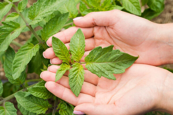 Крапива против химии: как своими руками приготовить идеальное удобрение для щедрого урожая