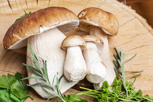 Как отличить «настоящие» грибы и что из них приготовить
