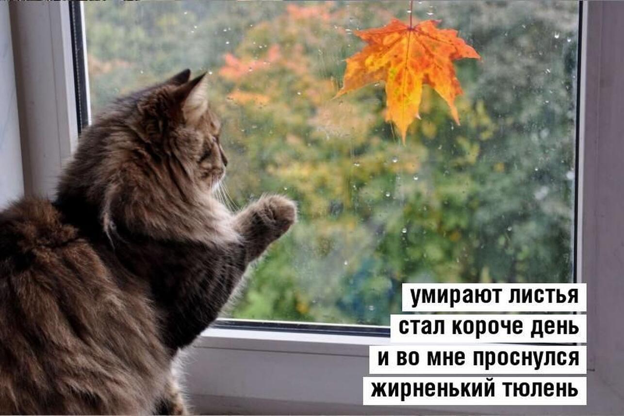 картинки про осень, мемы про осень, приколы про осень, осенние мемы, осенние картинки, юмор про осень