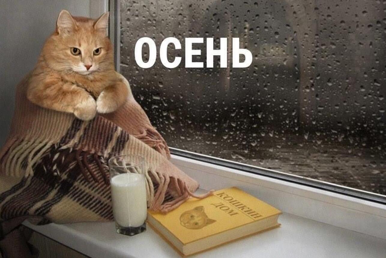картинки про осень, мемы про осень, приколы про осень, осенние мемы, осенние картинки, юмор про осень