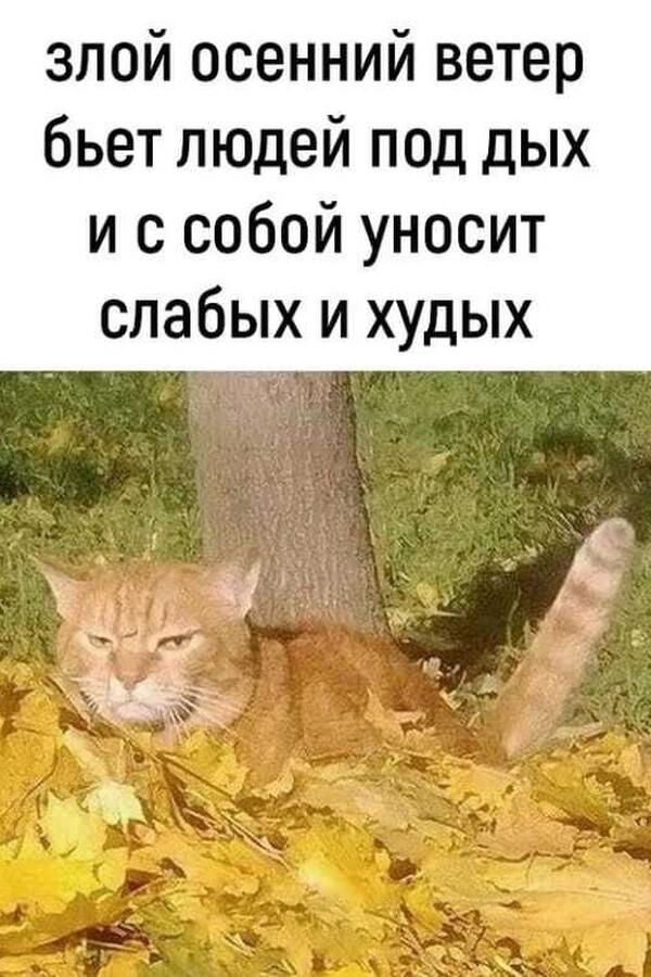 картинки про осень, мемы про осень, приколы про осень, осенние мемы, осенние картинки, юмор про осень