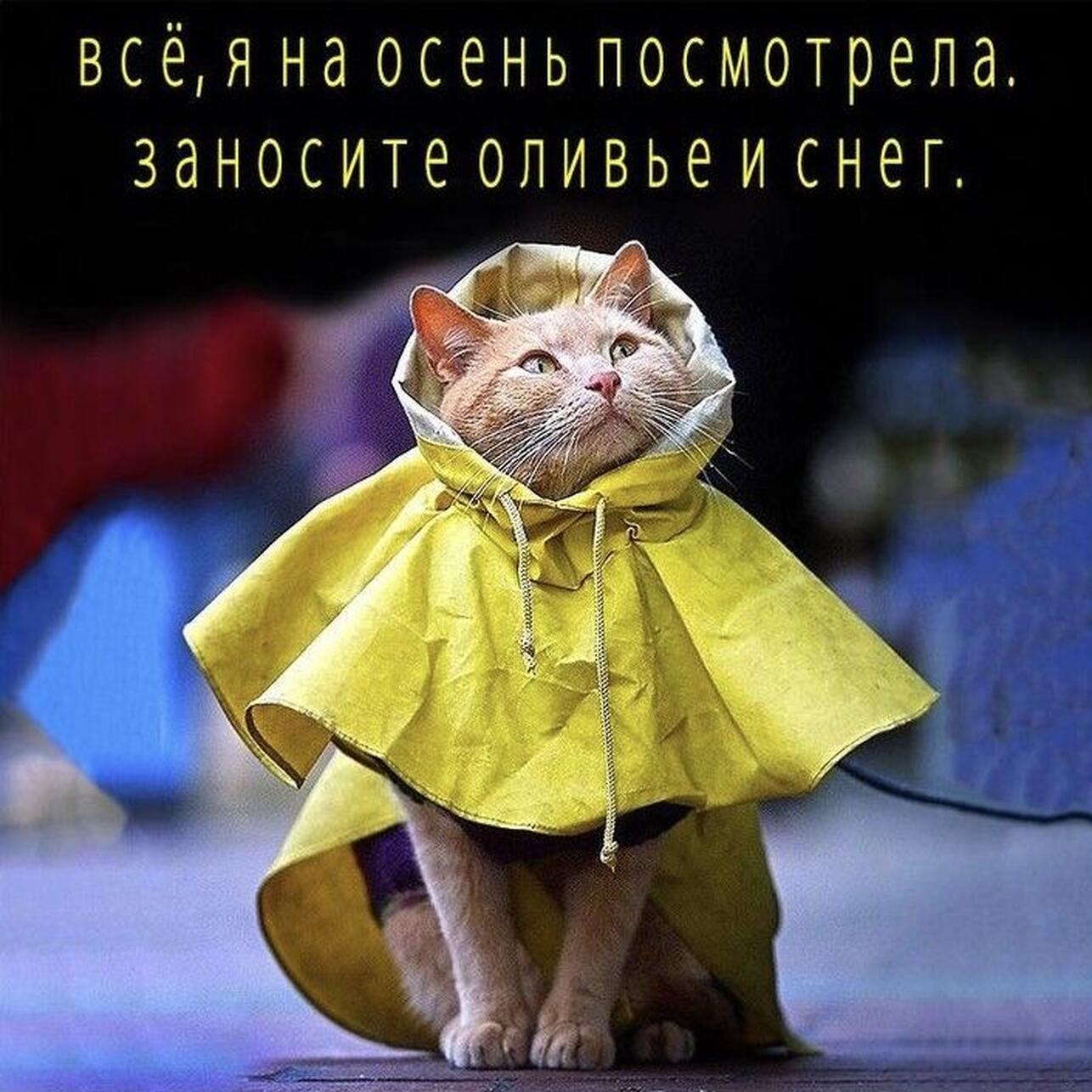 картинки про осень, мемы про осень, приколы про осень, осенние мемы, осенние картинки, юмор про осень