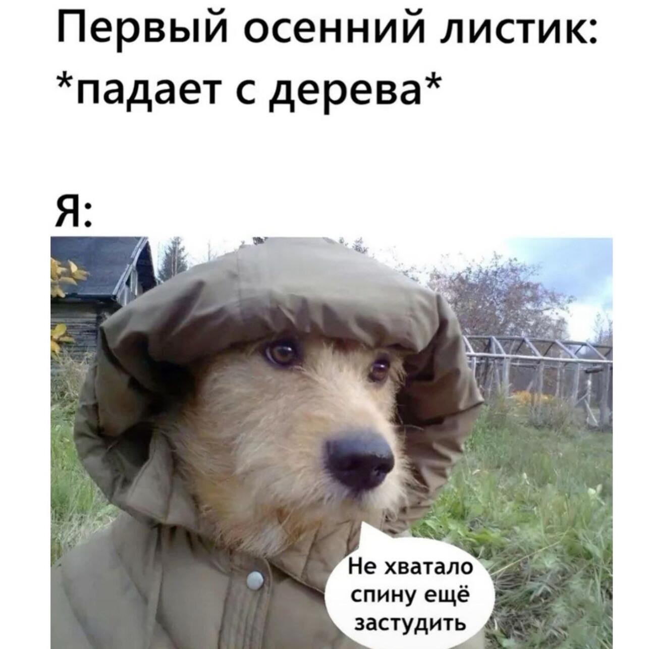 картинки про осень, мемы про осень, приколы про осень, осенние мемы, осенние картинки, юмор про осень
