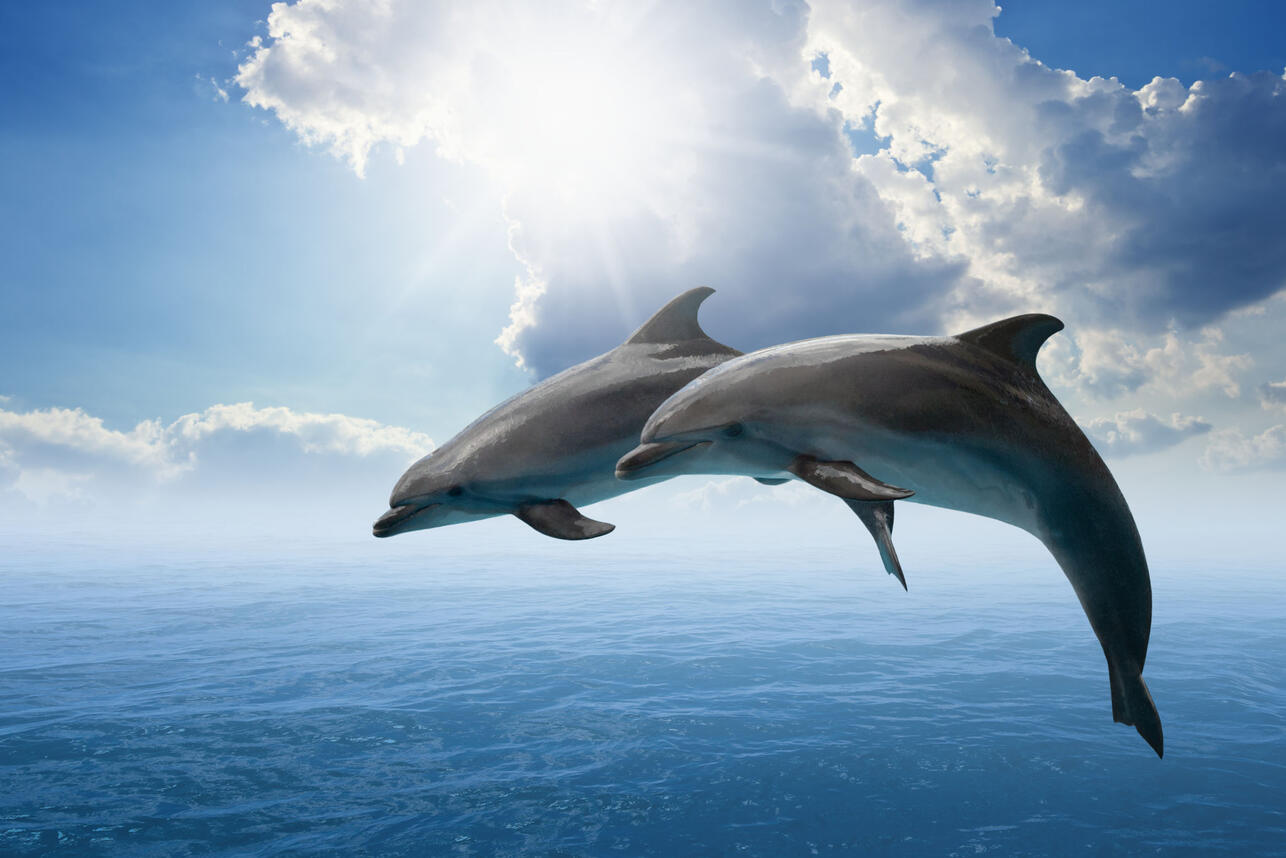 А ты знал, для чего дельфины периодически выпрыгивают из воды?