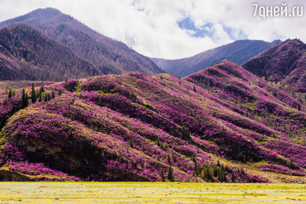 Цветение маральника в горах Алтая фото
