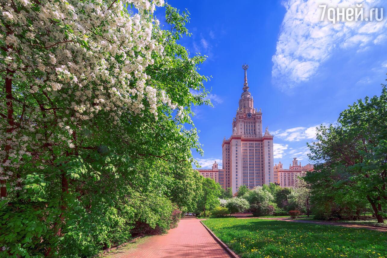 Цветение яблонь в Москве фото