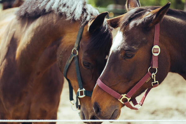 10 удивительных фактов о лошадях