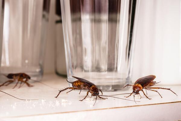 Расстаться с тараканами навсегда: как избавиться от надоедливых насекомых  