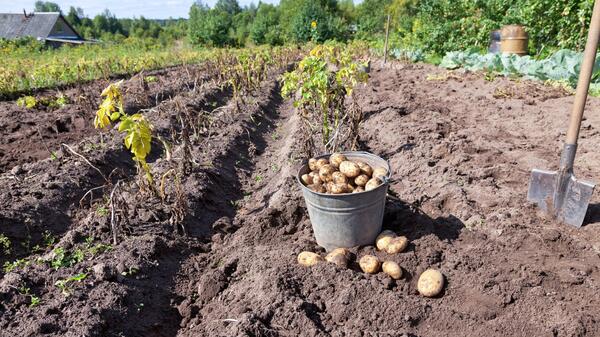 Следите за термометром: агроном дал совет, когда сажать картошку