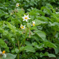 Размером с яйцо и никакой спешки: как и когда посадить картофель, чтобы собрать рекордный урожай