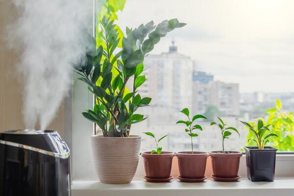 Как увлажнить воздух в квартире: топ-10 лайфхаков