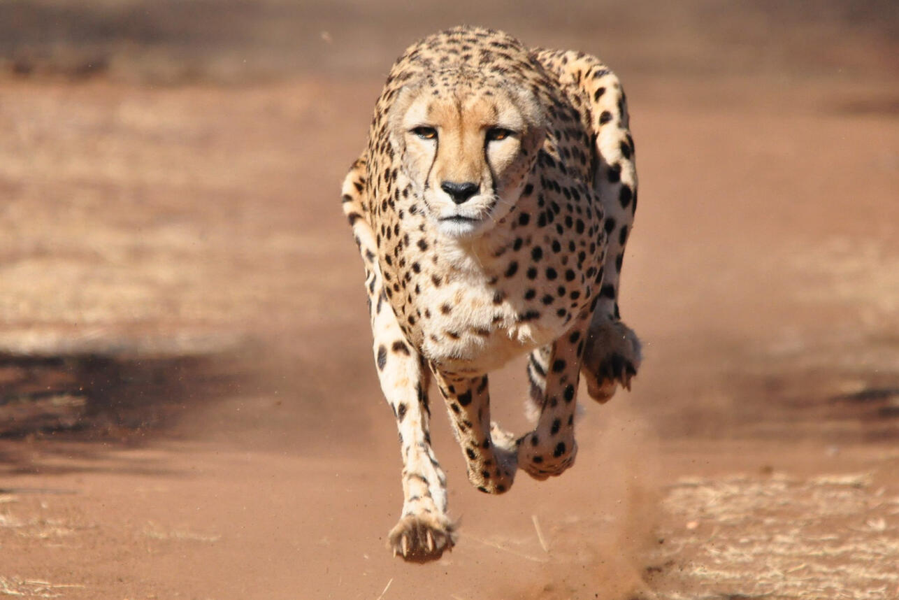 Интересные факты о скорости