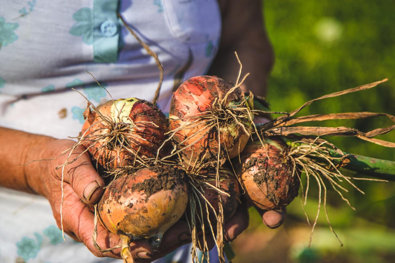 Поверьте: вырастить лук размером с кулак совсем не трудно