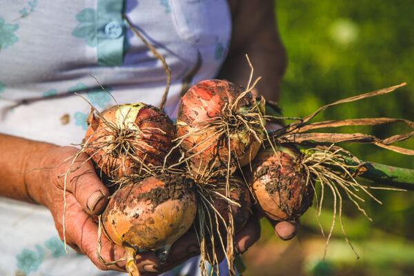 Поверьте: вырастить лук размером с кулак совсем не трудно  