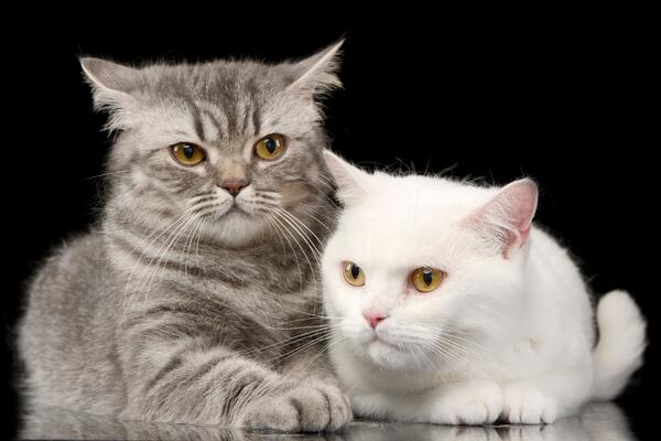 Не загубите вашего любимого котика: как правильно кормить пушистика  