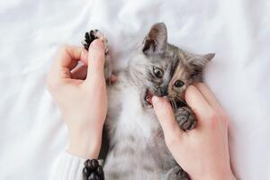Как отучить вашу кошку кусаться: полезные советы для любящих хозяев