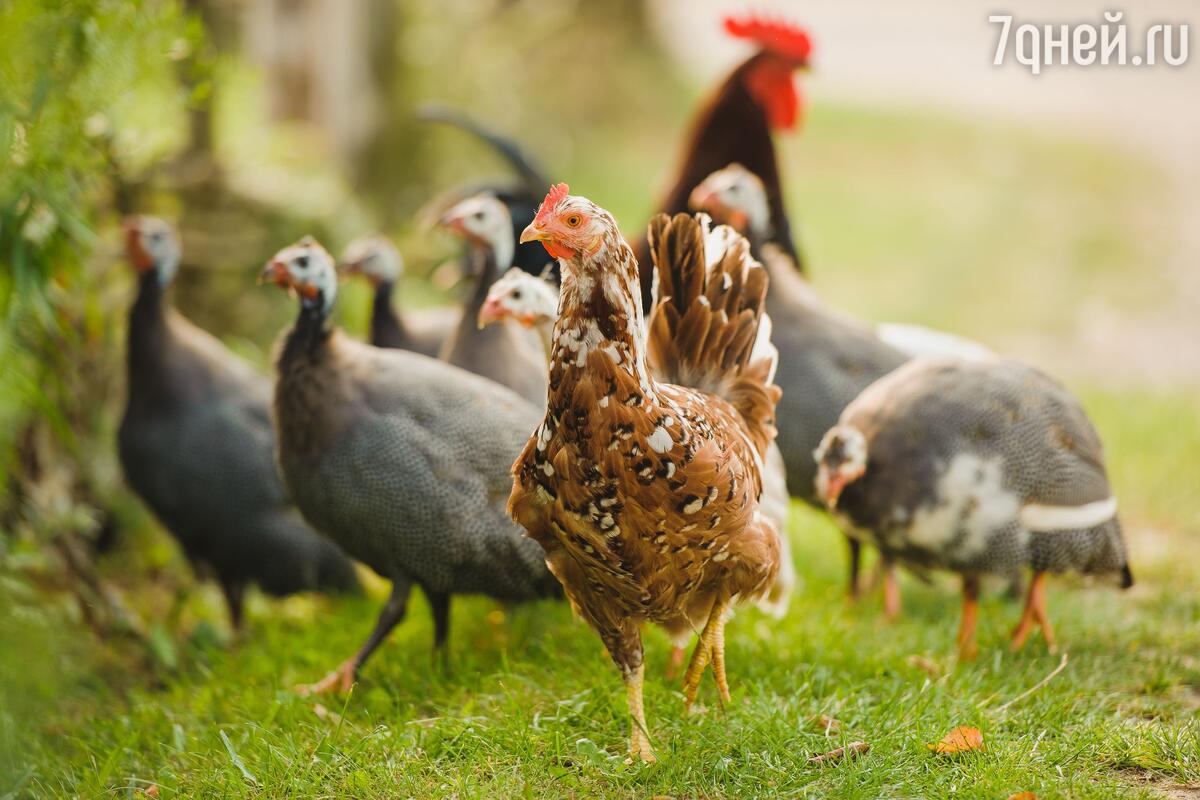 К чему снятся куры и цыплята: значение и толкование, что предвещает