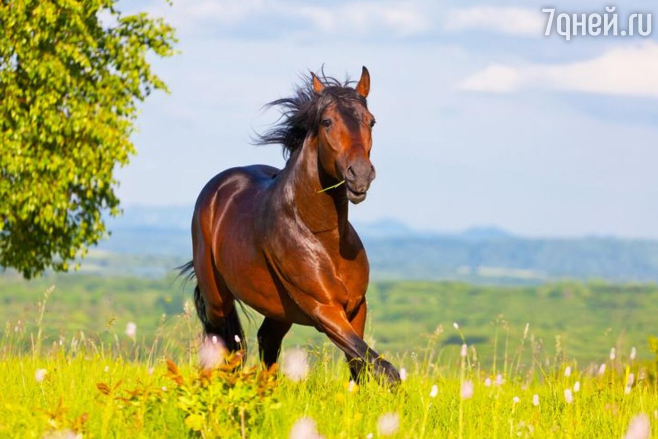 Приснился сон про лошадь – что значит по популярному соннику