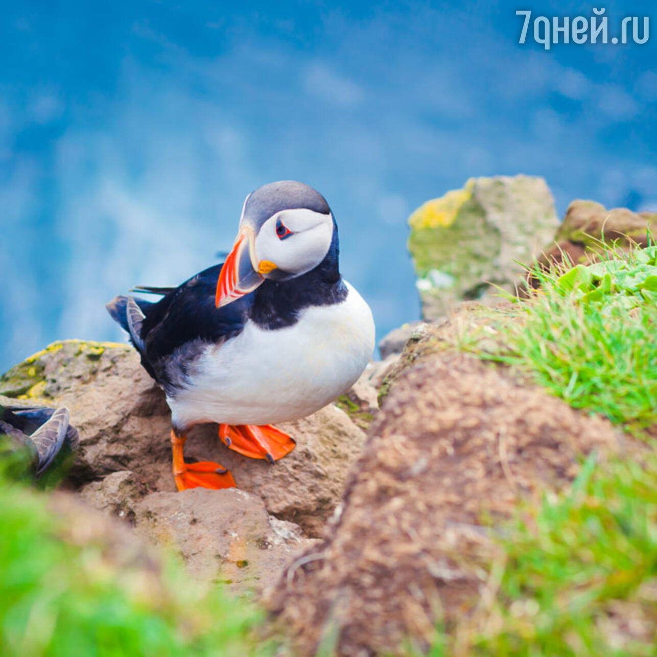 Исландия: родина эльфов и троллей - 7Дней.ру