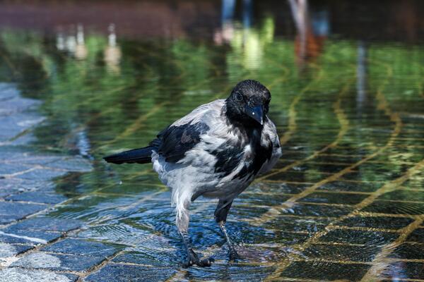 «Это все объясняет»: в Гидрометцентре рассказали о приметах, которым можно верить