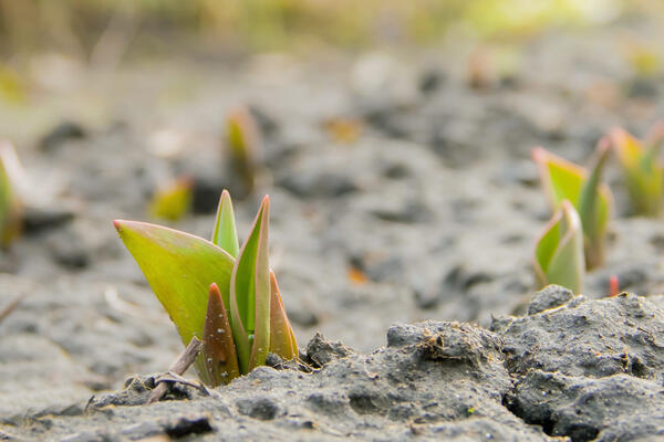 Срочно для дачников: 4 шага для пышного цветения тюльпанов — советы с середины марта